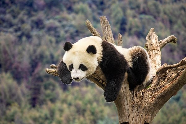 Asia-China-Wolong-Giant Panda-Part of the UNESCO Man and Biosphere Reserve Network